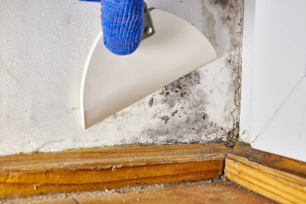 Best Mold Prevention Services  in Browns Mills, NJ